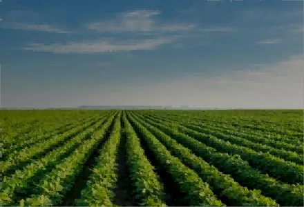 Agriculture field scene
