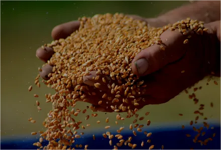 Grains in someone's hands.